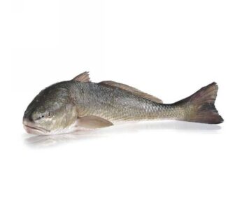 OMBRINA ATLANTICA