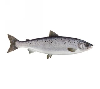SALMONI 2/3 NORVEGIA