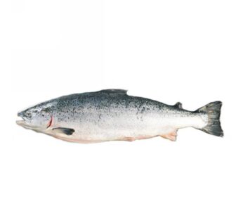 SALMONI 4/5 NORVEGIA