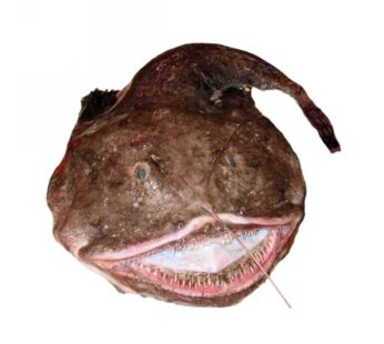 RANE PESCATRICI INTERE