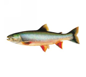 SALMERINI DI FONTE