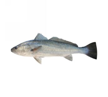 OMBRINE BOCCADORO 3000+ CROAZIA