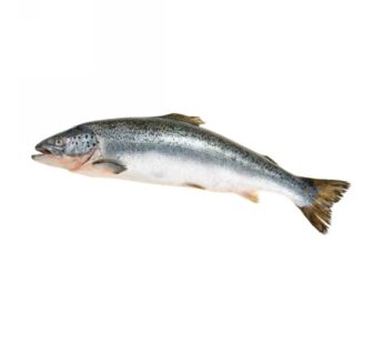 SALMONI 6/7 NORVEGIA