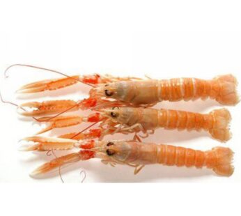 SCAMPI INTERI   2/4 PZ/KG  LAESO      DK