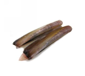 CANNOLICCHI OCEANICI