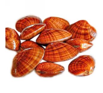 FASOLARI