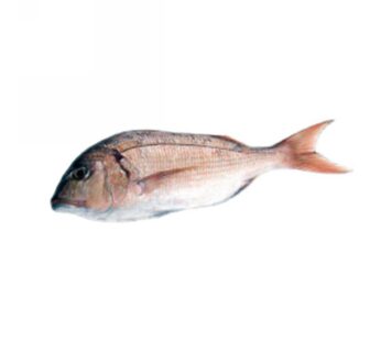 DENTICI