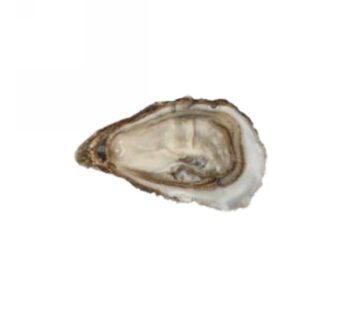 OSTRICHE CONCAVE BRETAGNE JAOUEN