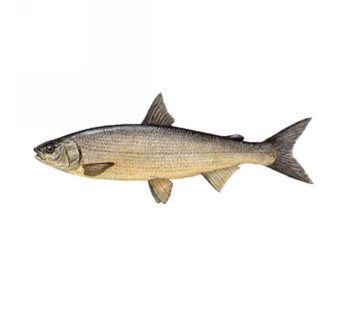 COREGONI
