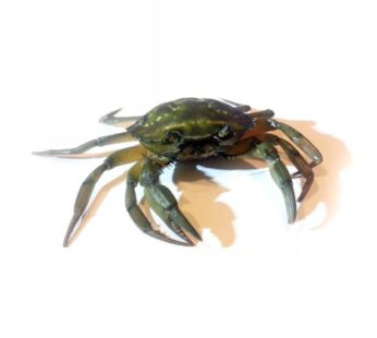 GRANCHI MASANETE