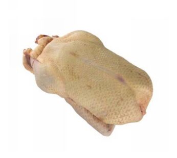 ANATRA FEMMINA CON TESTA E ZAMPE