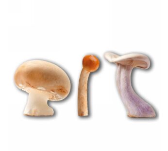 GRAN MISTO FUNGHI CON PORCINI-2601