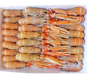 SCAMPI INTERI 21/30 PZ/KG PORCUPINE  IRL