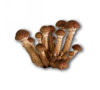 FUNGHI CHIODINI (ARMILLARIA MELLEA) CONG