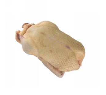 ANATRA BARBARIE FEMMINA