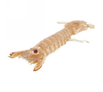 CANOCCHIA          PICCOLA      PRECOTTA