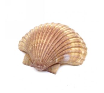 CAPPASANTA   GUSCIO 20 PZ