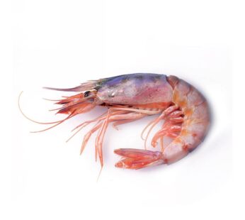 GAMBERO VIOLA SICILIA     III 45/60PZ/KG
