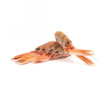 SCAMPO 10/15PZ/KG CONG.VIVO          IRL