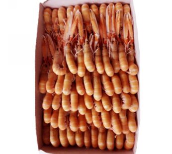 SCAMPO 21/30PZ/KG CONG.VIVO          IRL