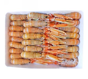 SCAMPO 41/50PZ/KG         C/BORDO    IRL