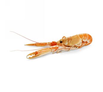 SCAMPO 17/20PZ/KG                 SCOZIA