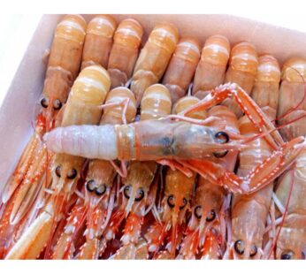 SCAMPO 16/20PZ/KG PORCUPINE          IRL