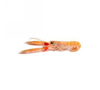 SCAMPO MAZARA C/BORDO         20/25PZ/KG
