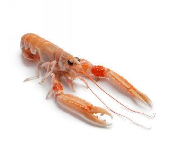 SCAMPI INTERI 10/15 PZ/KG