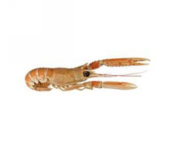 SCAMPI INTERI 30/40 PZ/KG