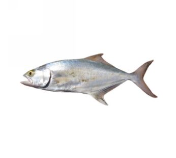 LECCE  3/5 KG