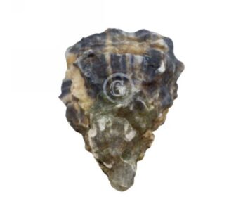 OSTRICHE CONCAVE GILLARDEAU N3