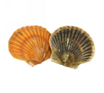 CANESTRELLI C/GUSCIO 20/30  SCOZIA