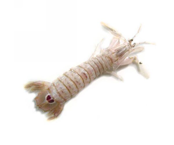 CANOCCHIE